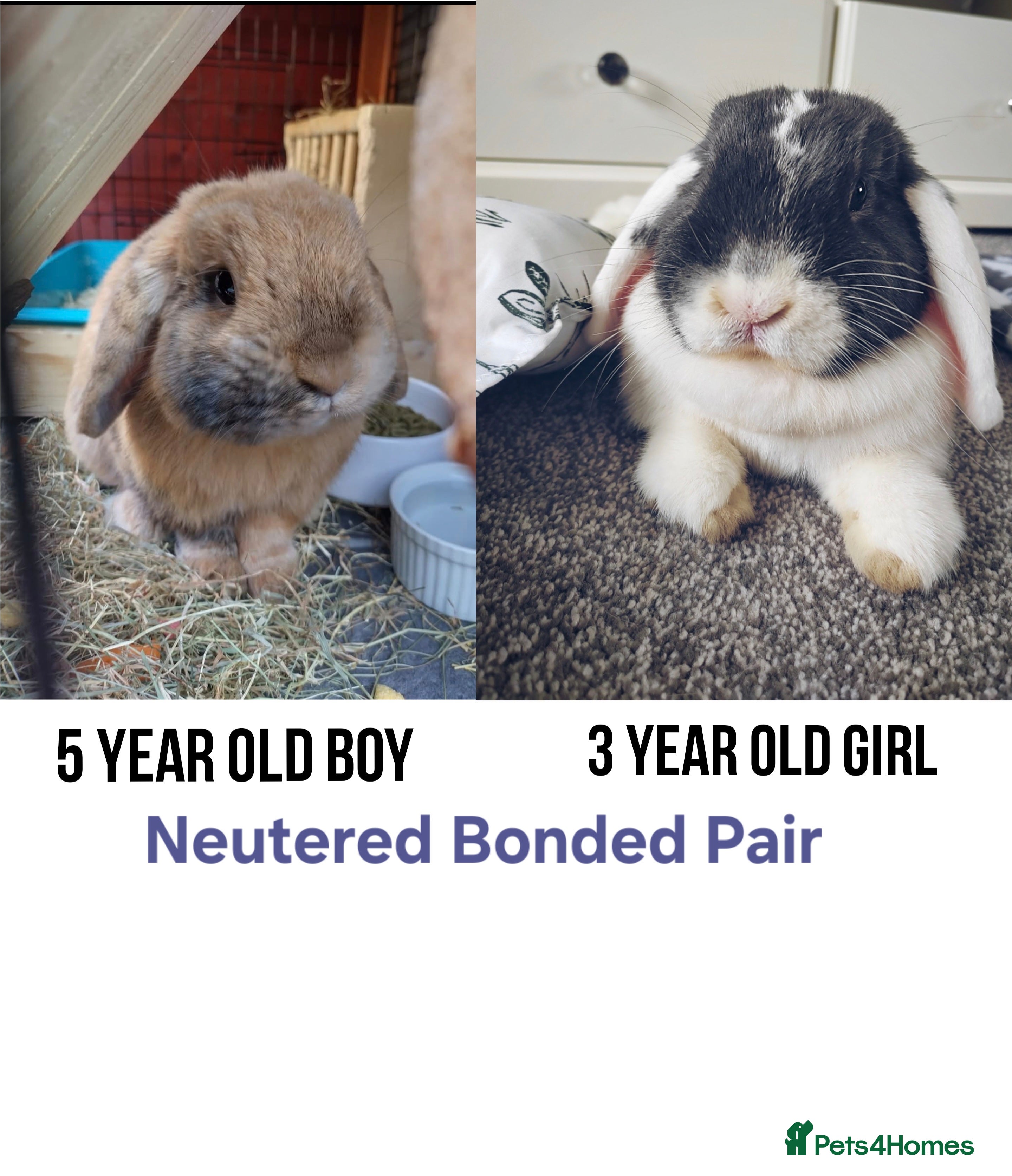 Mini Lop rabbits Bonded Pair of Lop Buns, Male/Female, Neutered - Advert 2