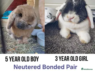 Mini Lop rabbits Bonded Pair of Lop Buns, Male/Female, Neutered - Advert 2