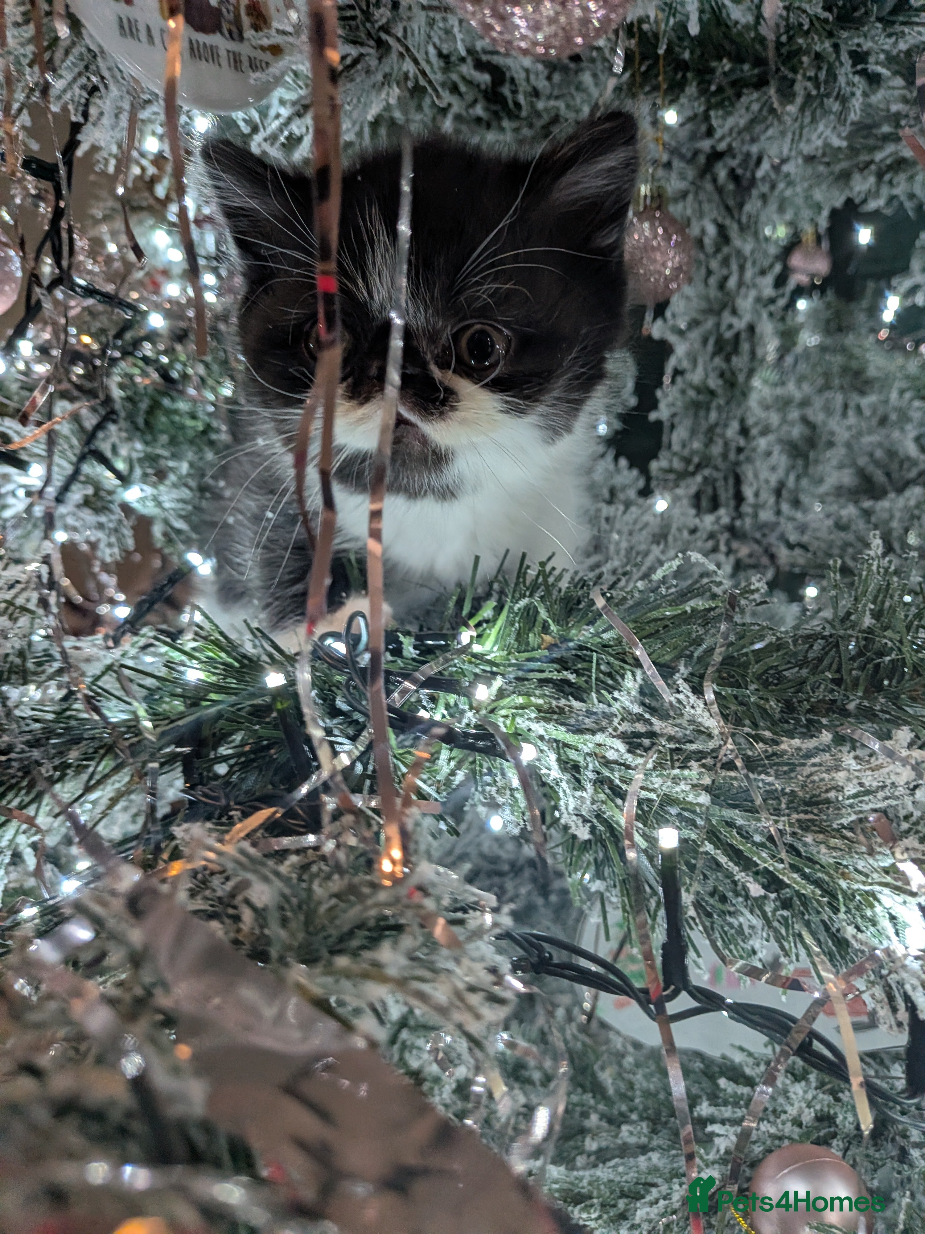 Exotic cats Beautiful Exotic kittens  - Advert 2