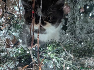 Exotic cats Beautiful Exotic kittens - Advert 2