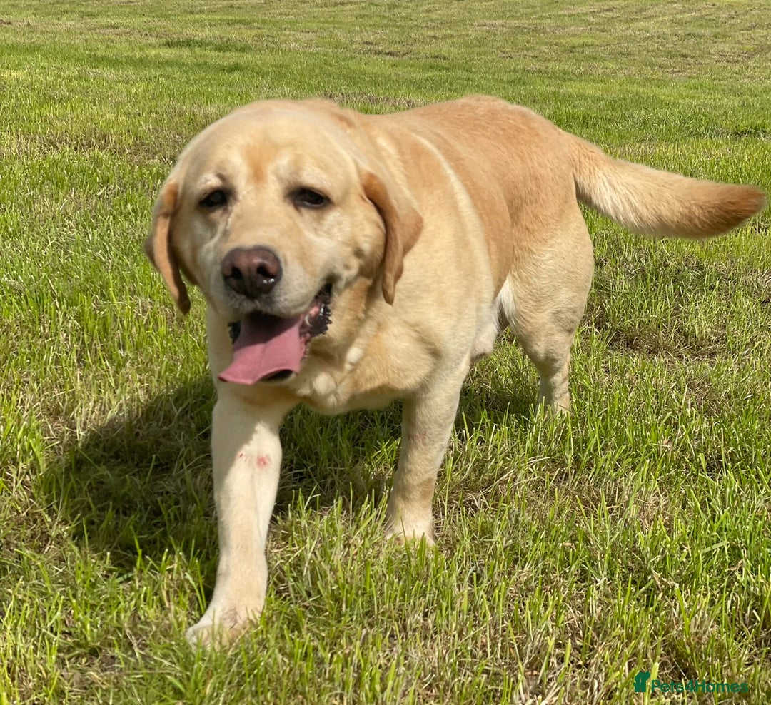 Labrador Retriever dogs for sale: KC *Vet Inspected* Black & Yellow Labrador Pups  - Advert 13