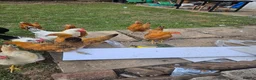 Hens poultry for sale: 3 month old  chicks in Nottingham - Advert 3
