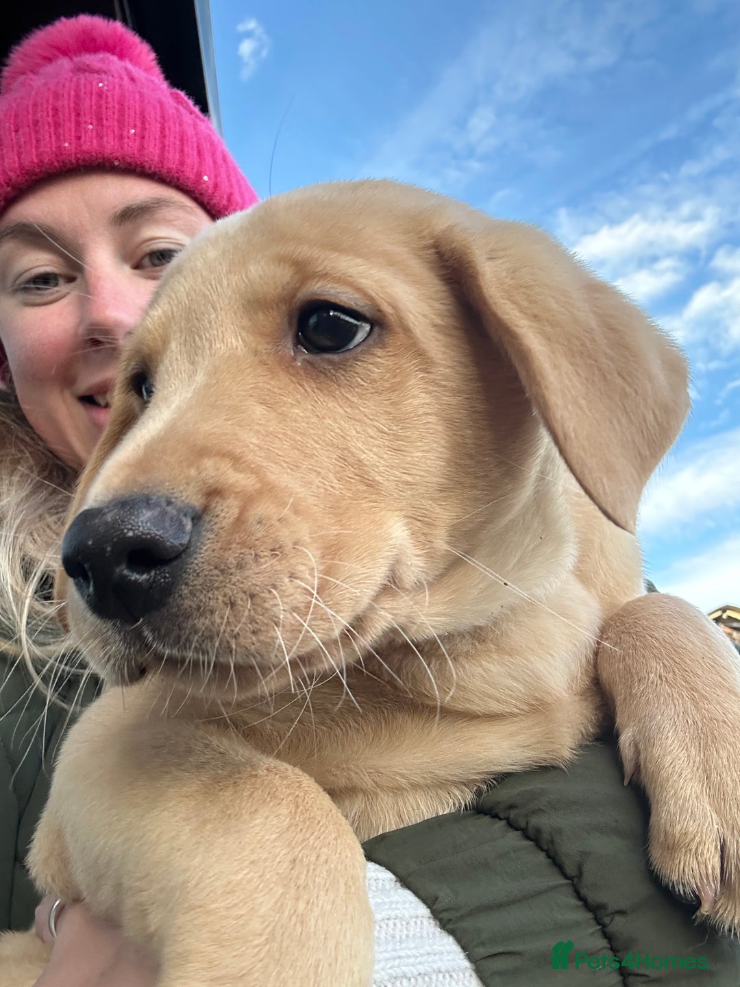 Labrador Retriever dogs for sale: Fox Red Labrador Puppies for Sale - Advert 31