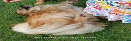Mixed Breed dogs for sale: Exceptional Papillon × Mittel Spitz Puppies in Wisbech - Advert 5