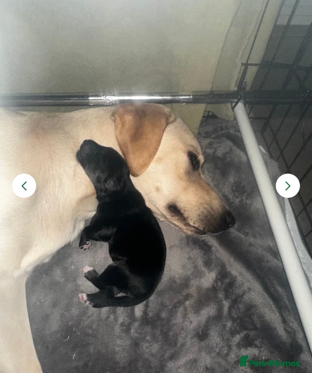 Mixed Breed dogs for sale: Huskador pup - Image 6
