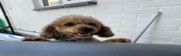 Miniature Poodle dogs for stud: 🏆PROVEN🏆 sable miniature poodle health tested in Havant - Advert 14