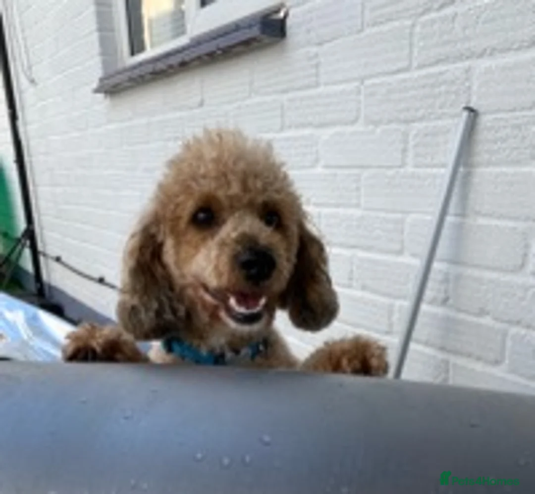 Miniature Poodle dogs for stud: 🏆PROVEN🏆 sable miniature poodle health tested in Havant - Advert 14