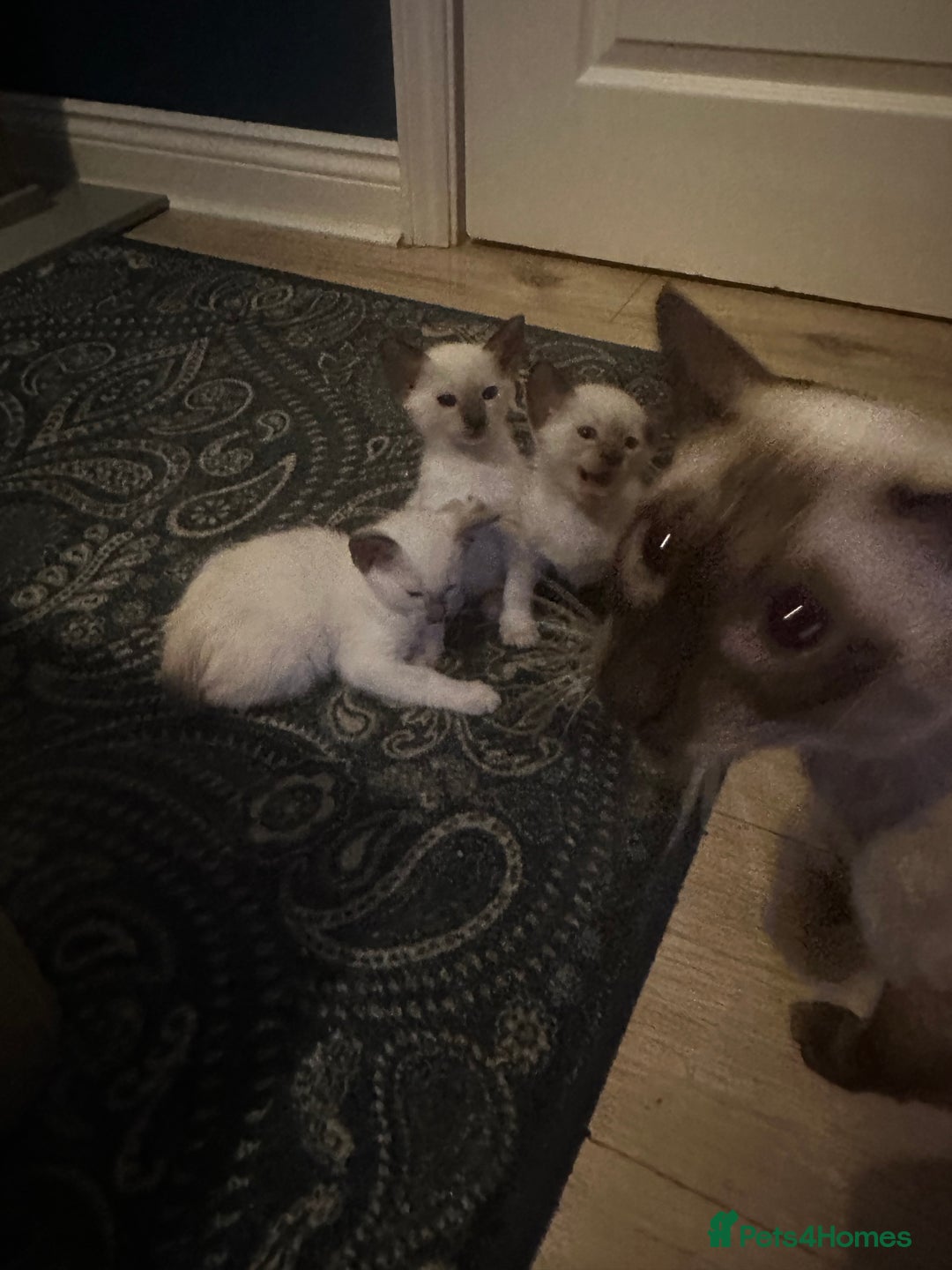 Siamese cats for sale: Beautiful Siamese females  - Advert 4