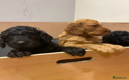 Irish Doodle dogs for sale: Irish doodle/ labradoodle - Image 21