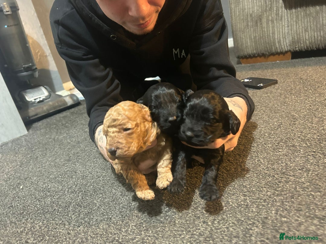 Cockapoo dogs for sale: COCKAPOO PUPS FOR RESERVE - Advert 3