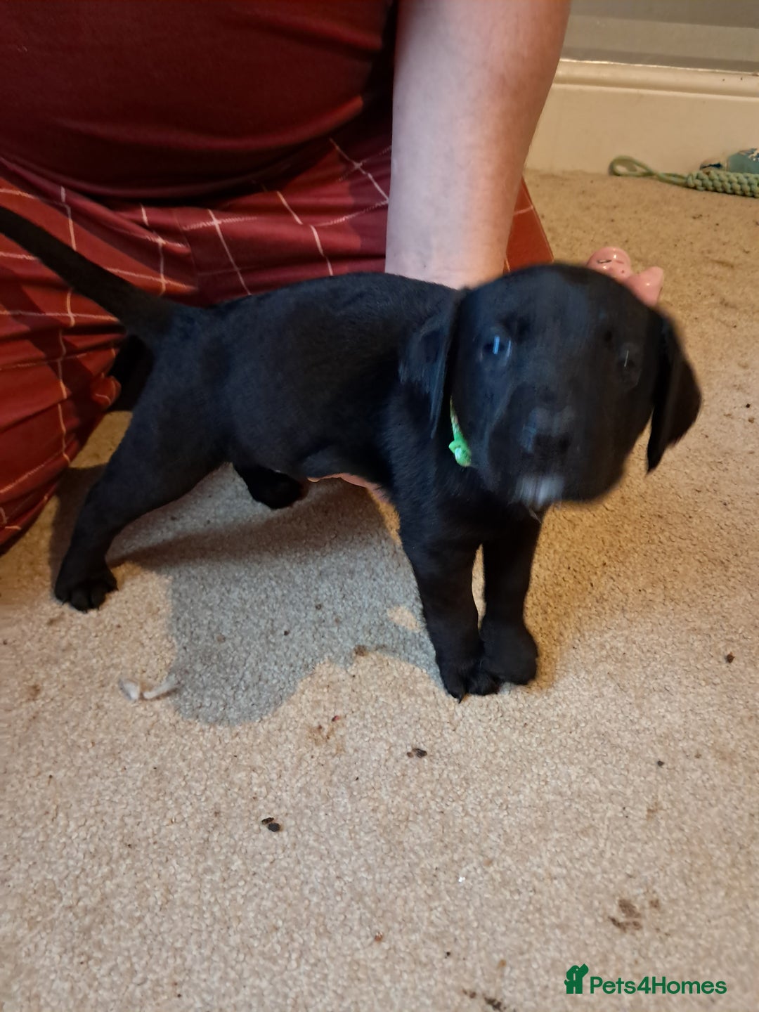 Mixed Breed dogs for sale: Splurcherpoo puppys - Advert 18