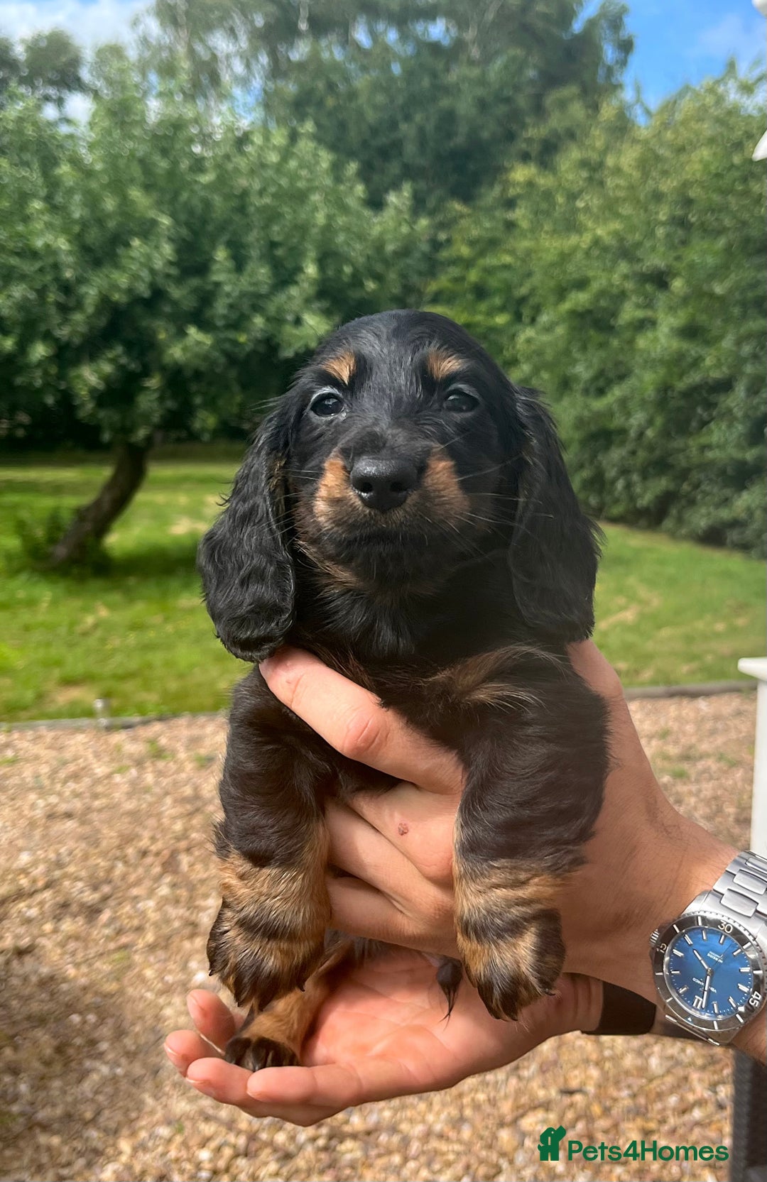 Miniature Dachshund dogs for sale: Top Show Quality KC Miniature Dachshund Puppies - Image 32