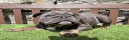 English Bulldog dogs for sale: Our last boy looking for his forever pet home 💙 - Advert 1