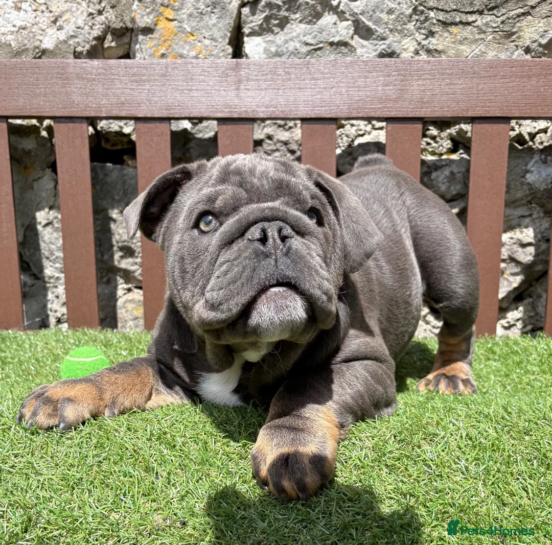 English Bulldog dogs for sale: Our last boy looking for his forever pet home 💙 - Advert 1