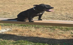 Staffordshire Bull Terrier dogs for sale: KC Staffordshire bull terrier  - Image 3