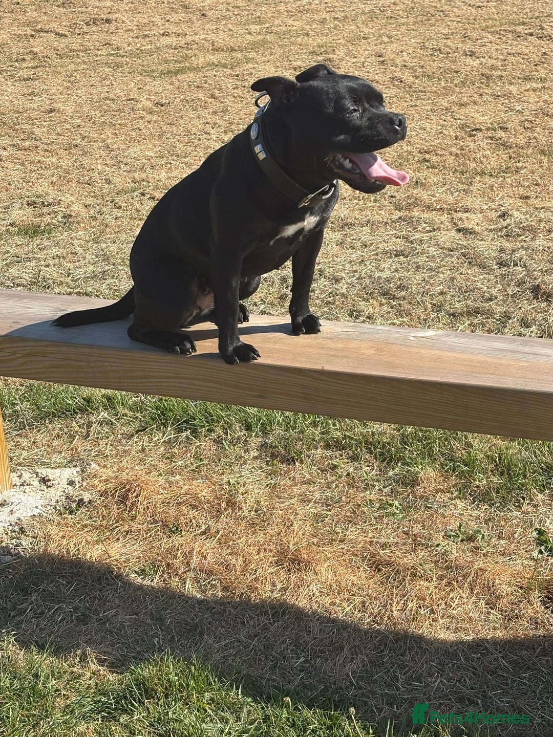 Staffordshire Bull Terrier dogs for sale: KC Staffordshire bull terrier  - Image 3