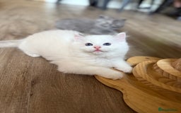 Ragdoll cats for sale: European ragdolls  - Image 11