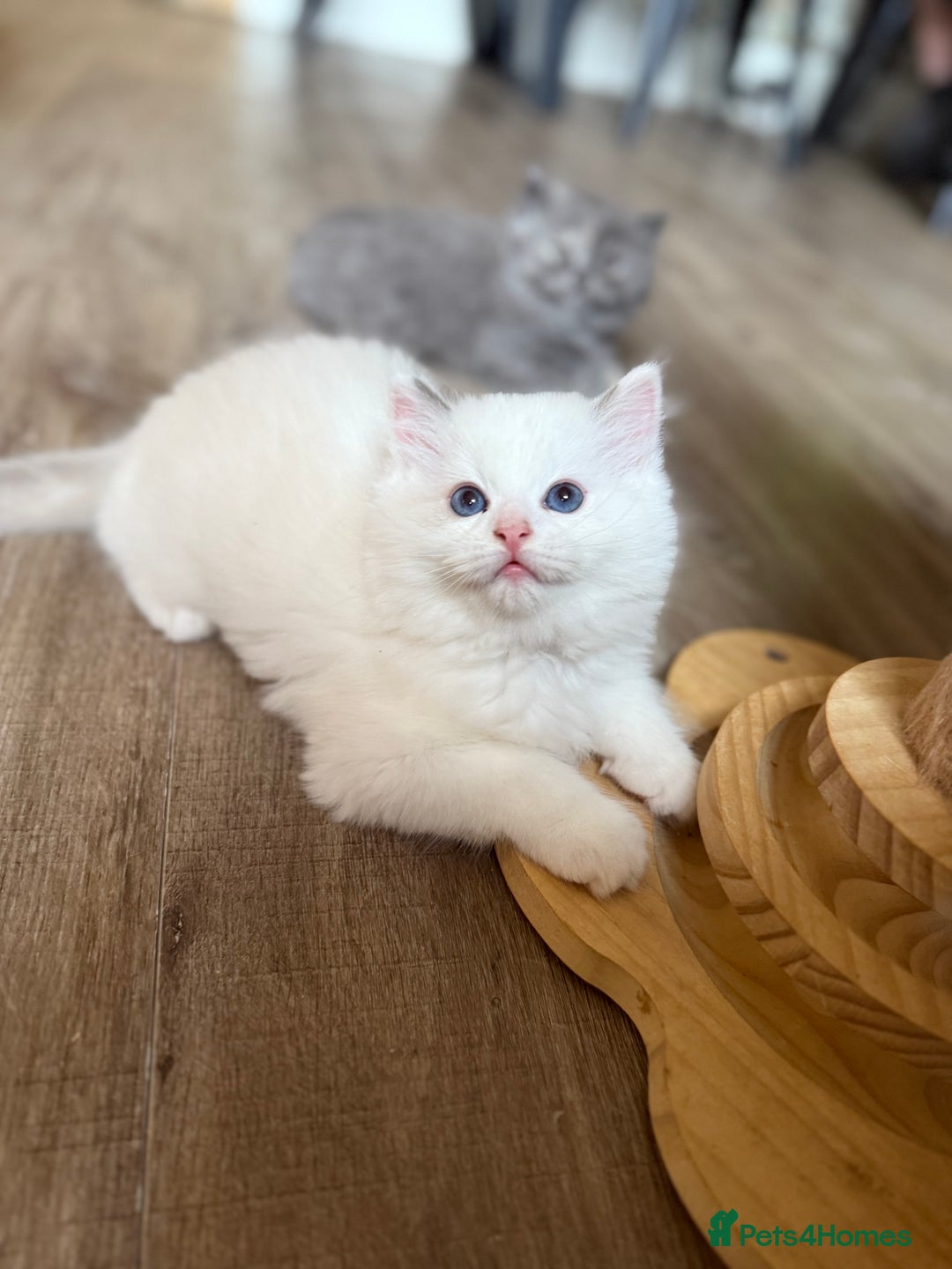 Ragdoll cats for sale: European ragdolls  - Image 11
