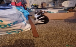 Mixed Breed cats for sale: Beautiful male black and white kittens  - Image 4