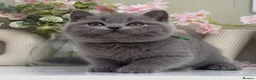 British Shorthair cats for sale: Gorgeous British Kittens - Advert 16