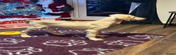 Saluki dogs for sale: Saluki 2 big boys left reduced £ - Advert 29