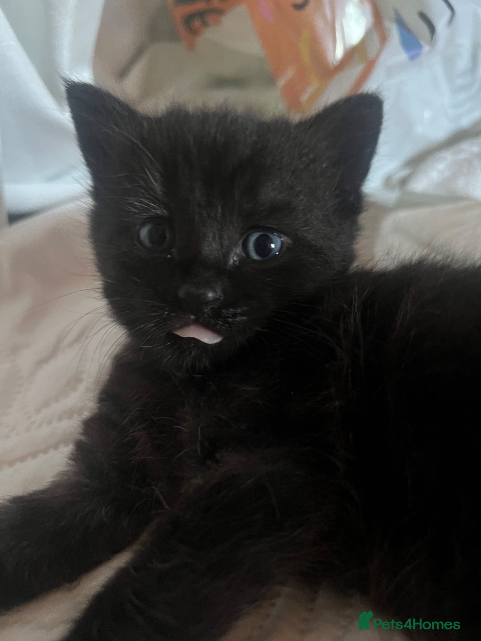 Mixed Breed cats Kitten  - Advert 16