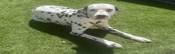 Dalmatian dogs for stud: Health tested Dalmatian available at Stud - Advert 3