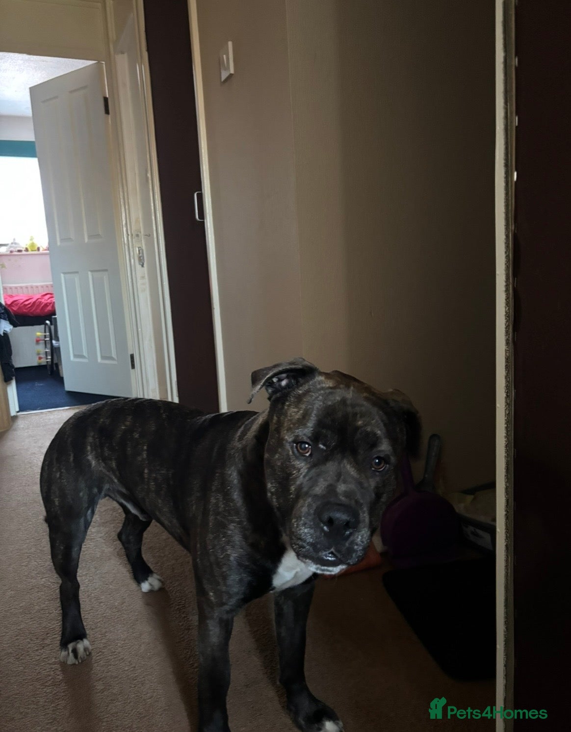 Mixed Breed dogs for sale: Labrastaff  - Advert 2