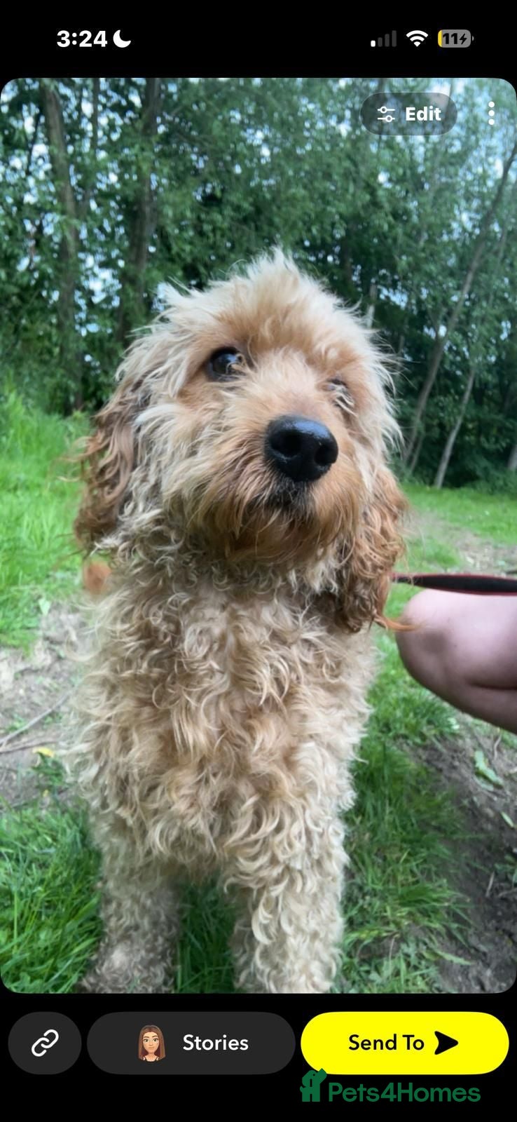 Cockapoo dogs Cockapoo femal puppy - Advert 1