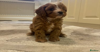 Cavapoo dogs Stunning F1 cavapoos  - Advert 6