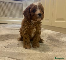 Cavapoo dogs Stunning F1 cavapoos - Advert 6