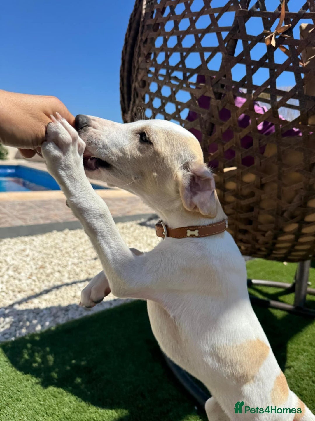 Mixed Breed dogs for adoption: Lulu The Sweet Soul Looking for Her Forever Home - Image 10