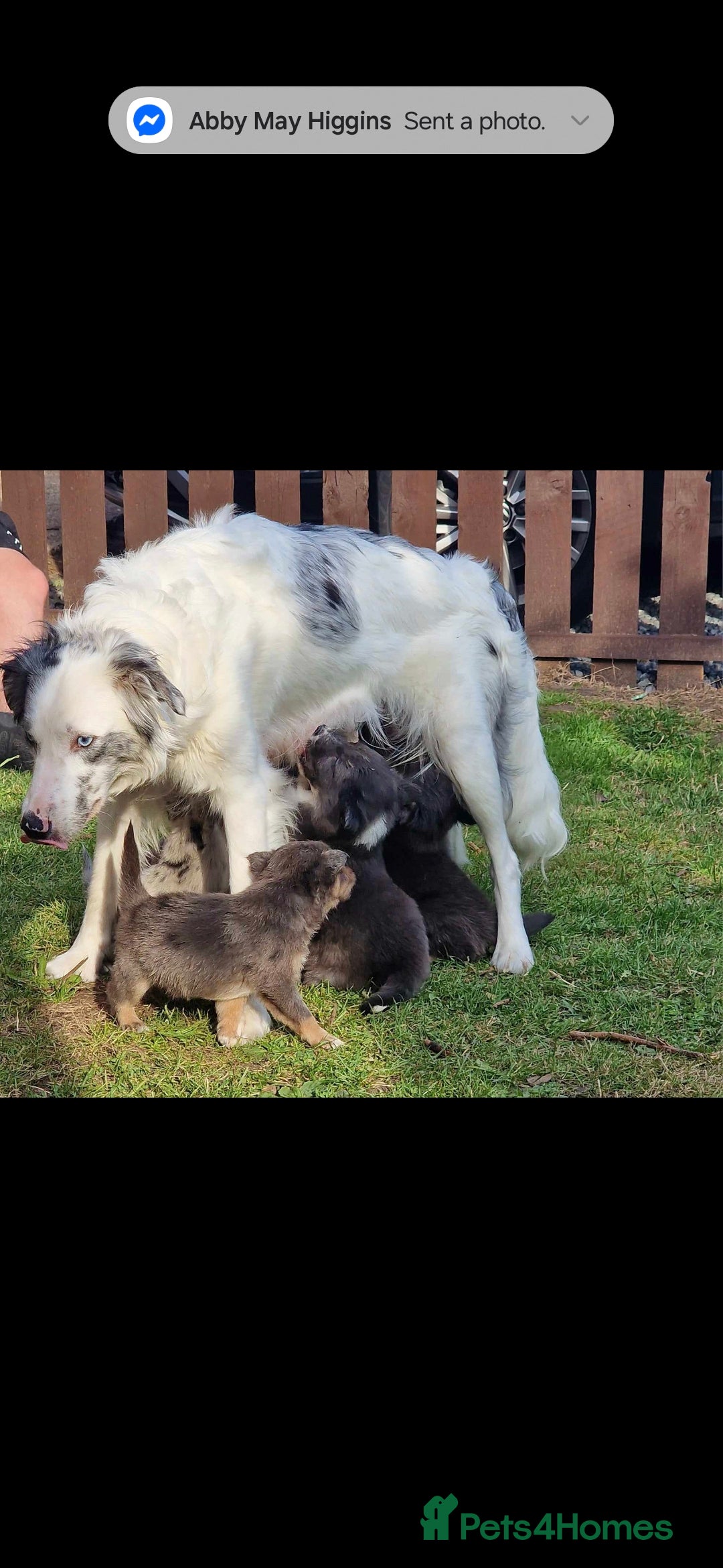 Border Collie dogs for sale: 4 blue maral border collies  - Image 7