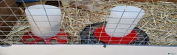 Quail poultry for sale: 5 Female Coturnix Quails (Hens) in ELY - Advert 7