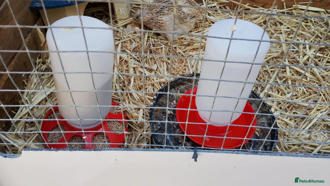 Quail poultry for sale: 5 Female Coturnix Quails (Hens) in ELY - Advert 7