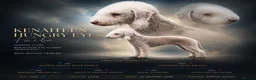 Bedlington Terrier dogs for stud: KC Liver Bedlington Terrier – Available at Stud - Advert 1