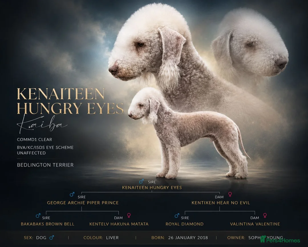 Bedlington Terrier dogs for stud: KC Liver Bedlington Terrier – Available at Stud - Advert 1