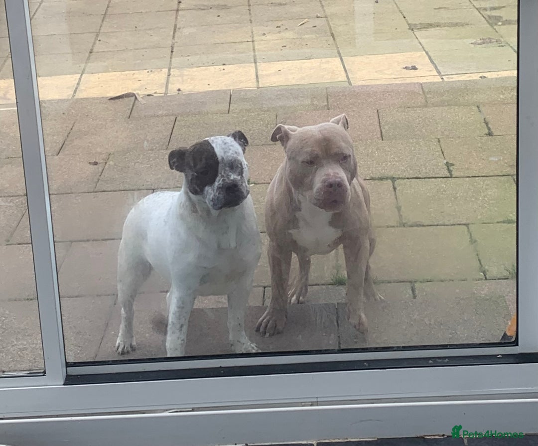 Shorty Bull dogs for sale: Proper pocket bully’s - Advert 32
