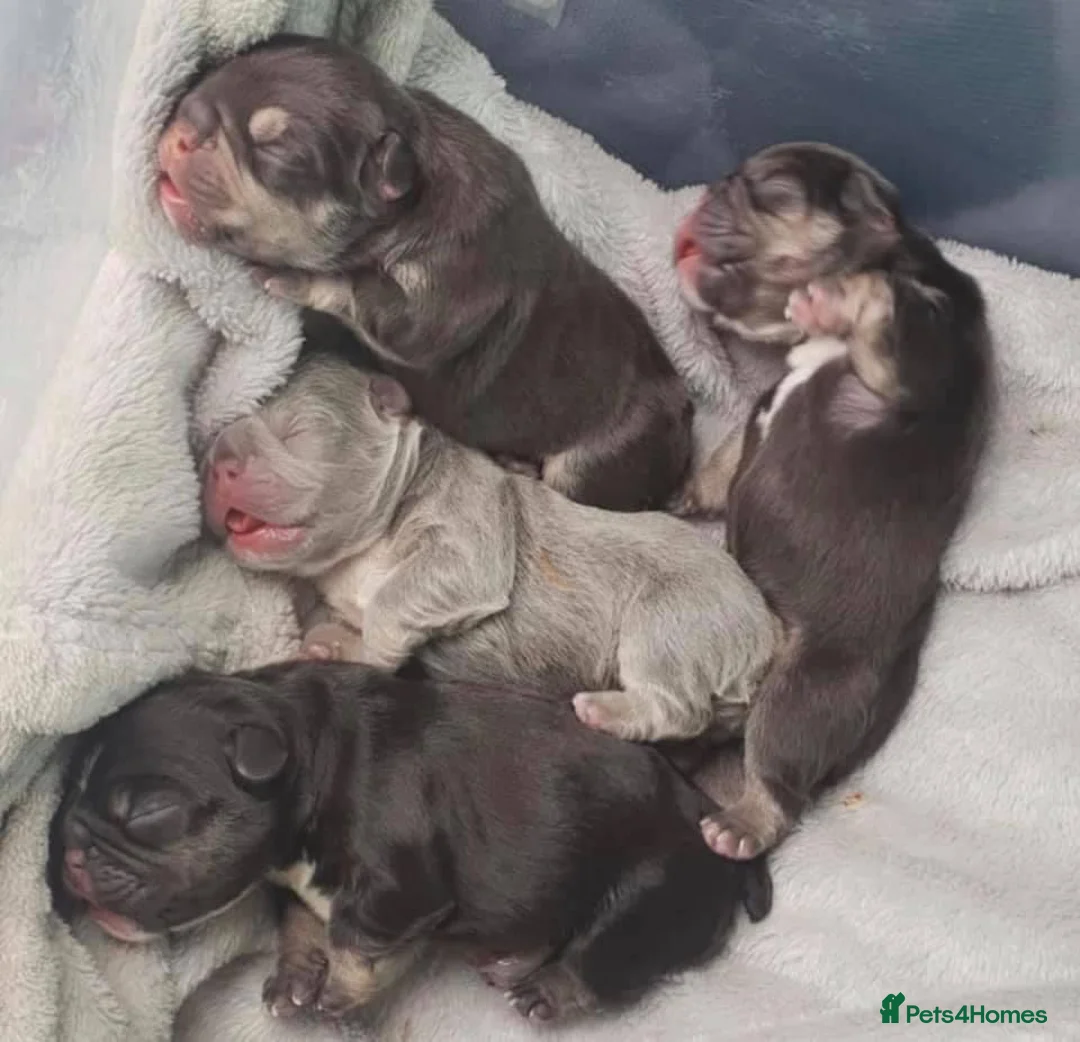 French Bulldog dogs for stud: BEAUTIFUL LILAC AND TAN FRENCH BULLDOG in Sunderland - Advert 15