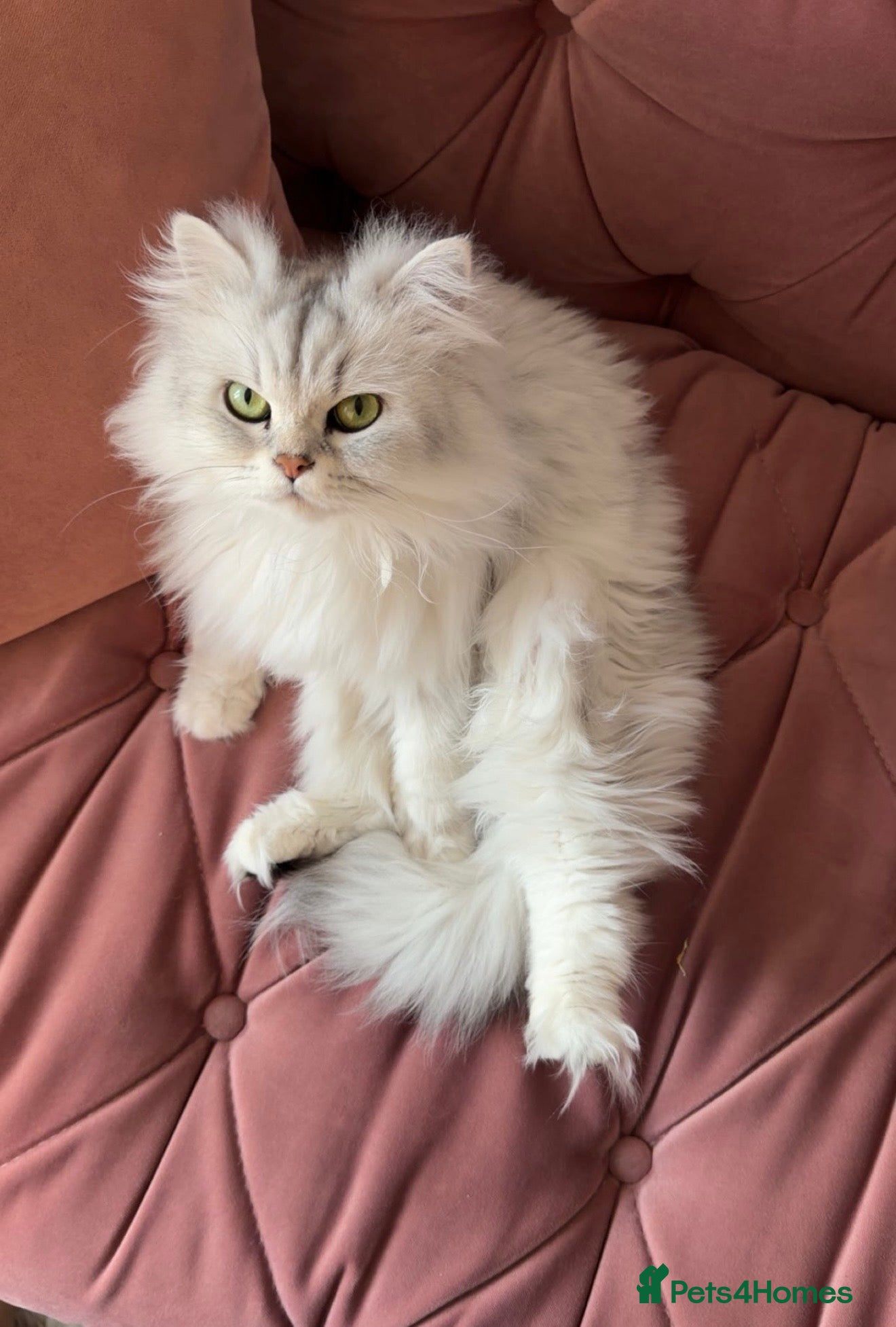 Persian cats Beautiful 2-Year-Old Female Persian Cat - Advert 1