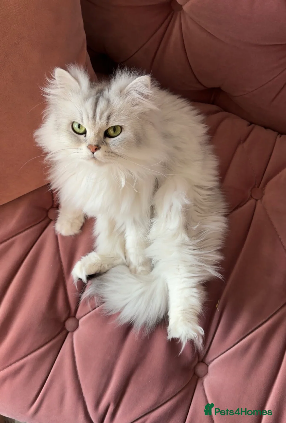 Persian cats for sale: Beautiful 2-Year-Old Female Persian Cat - Advert 1