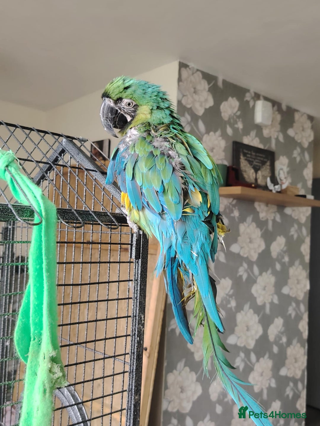 Macaws birds for sale: Hello my name is Charlie  - Image 3