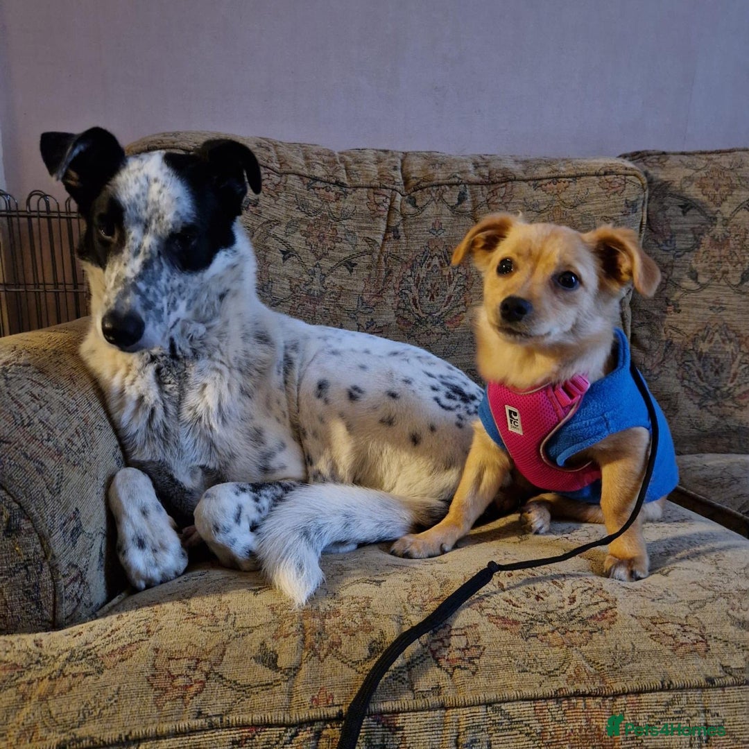 Mixed Breed dogs for adoption: Riele  - Image 10