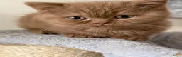 British Shorthair cats for sale: Stunning cinnamon British shorthair  - Advert 15