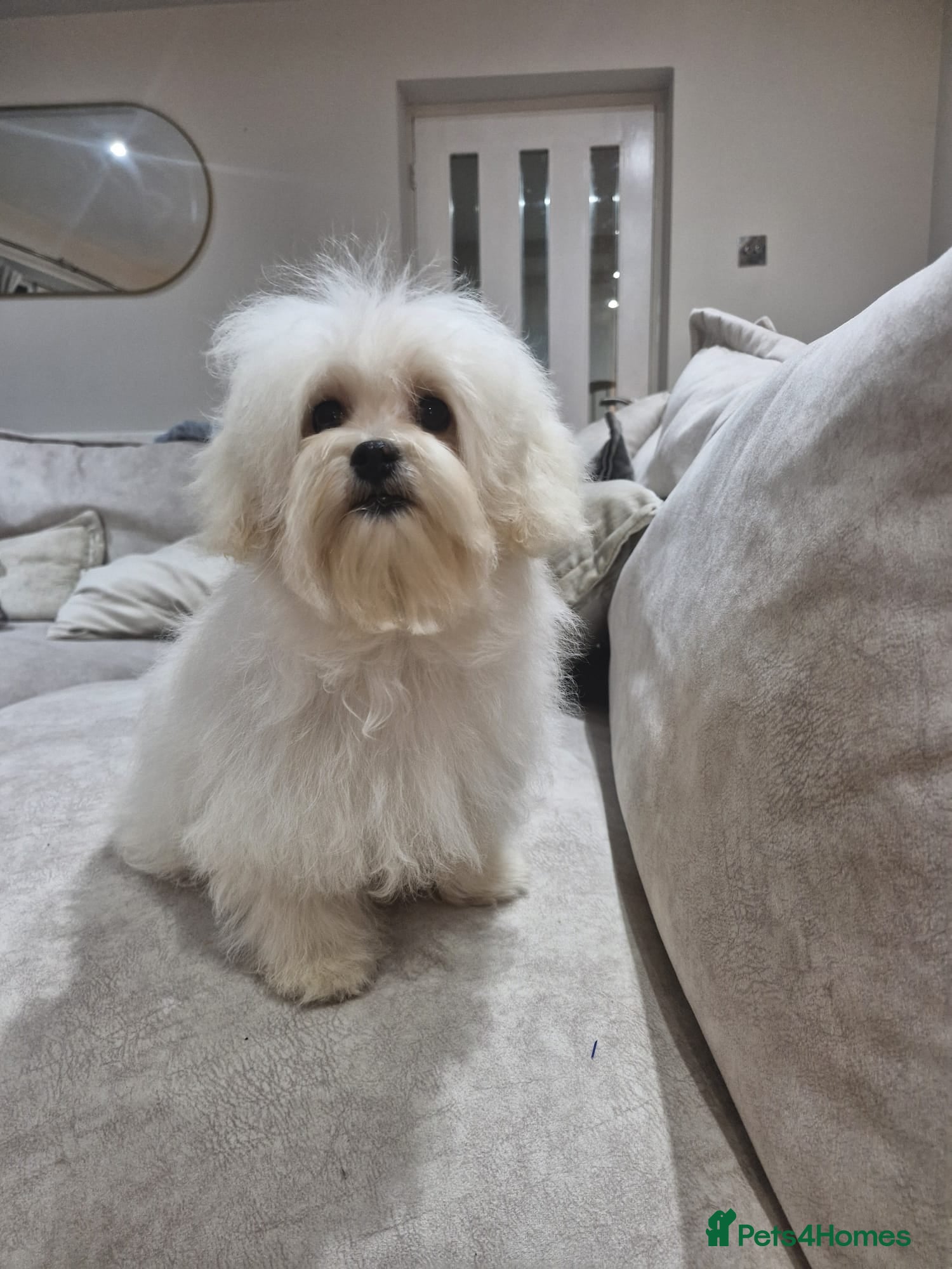 Maltipoo dogs Gorgeous Korean Maltipoo boy - Advert 5