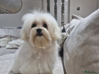 Maltipoo dogs Gorgeous Korean Maltipoo boy - Advert 11