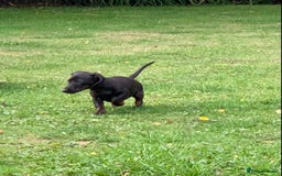 Miniature Dachshund dogs for sale: Beautiful mini daxi puppies pra clear READY NOW - Image 24