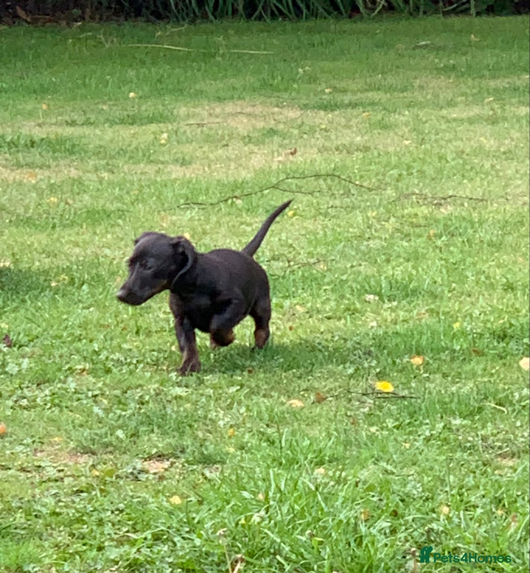Miniature Dachshund dogs for sale: Beautiful mini daxi puppies pra clear READY NOW - Image 24