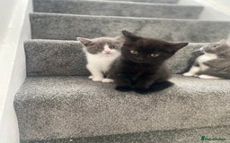 Himalayan cats for sale: Himalayan x Maine Coon Kittens – Ready Soon! - Image 10