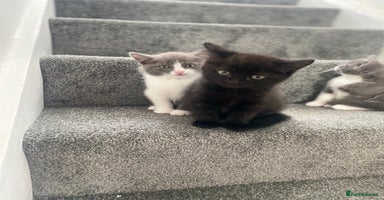 Himalayan cats - Advert 6